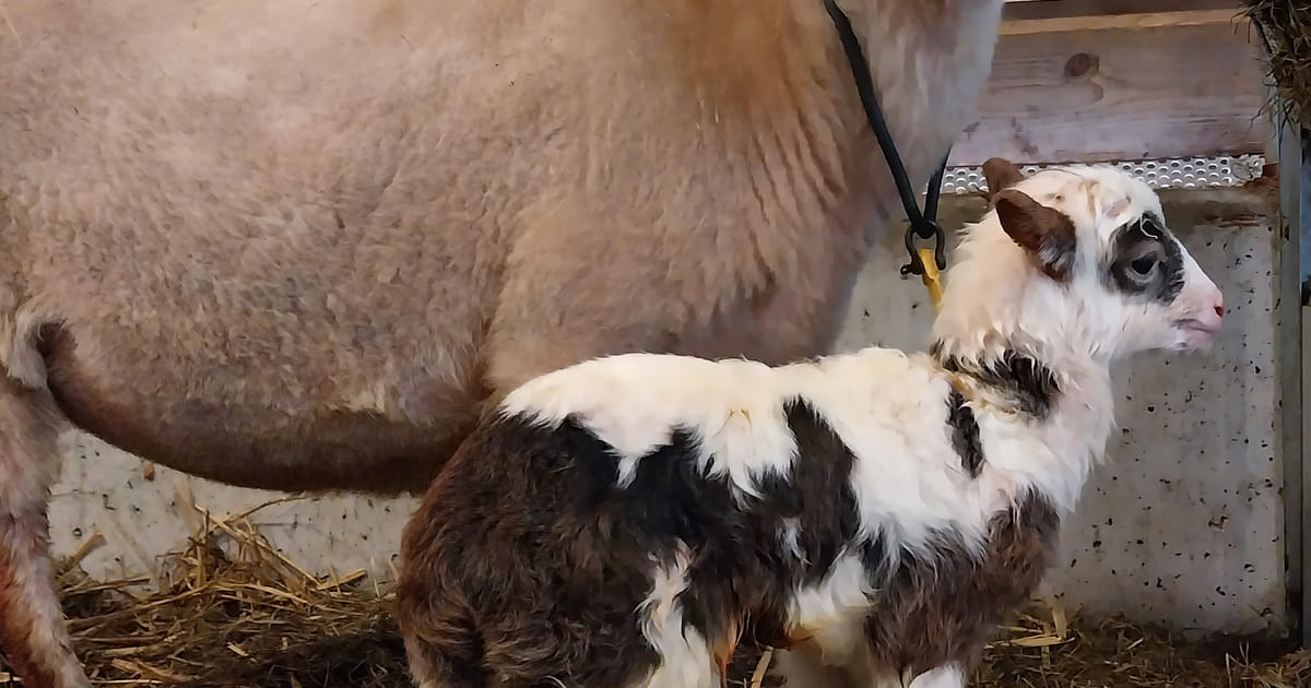 Eerste lammeren geboren bij Schaapskooi in Almere Haven