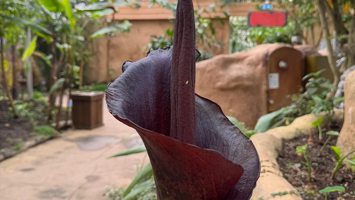 Zeldzame 'piemelplant' in bloei bij Almere Jungle | 1Almere
