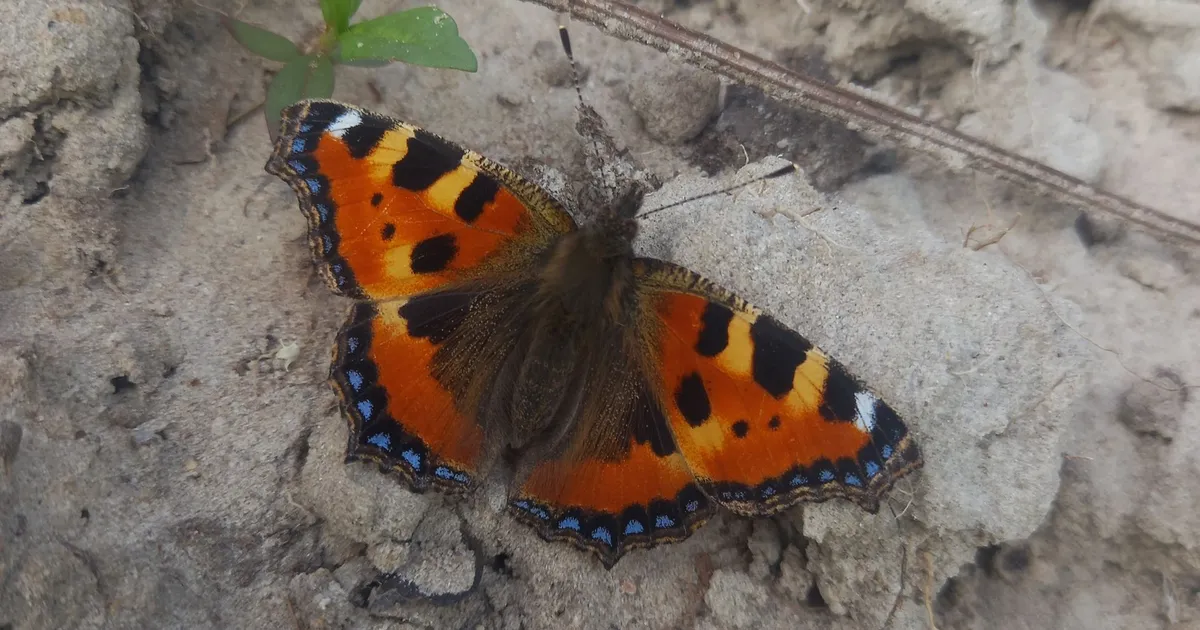 Pesticiden ontdekt in Oostvaardersplassen: 'Slecht voor vlinders en andere insecten'