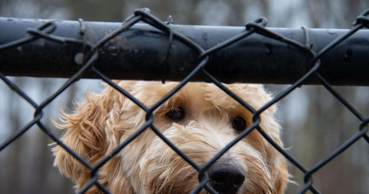 Duizenden Almeerders tekenen petitie: houd Dierenasiel open