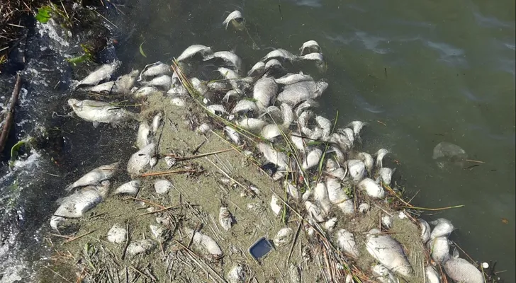Gemeente ziet geen duidelijke oorzaak voor massale vissterfte in Almere