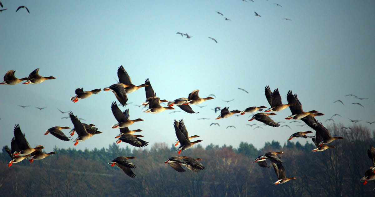 Gemeente Almere waarschuwt voor vogelgriep