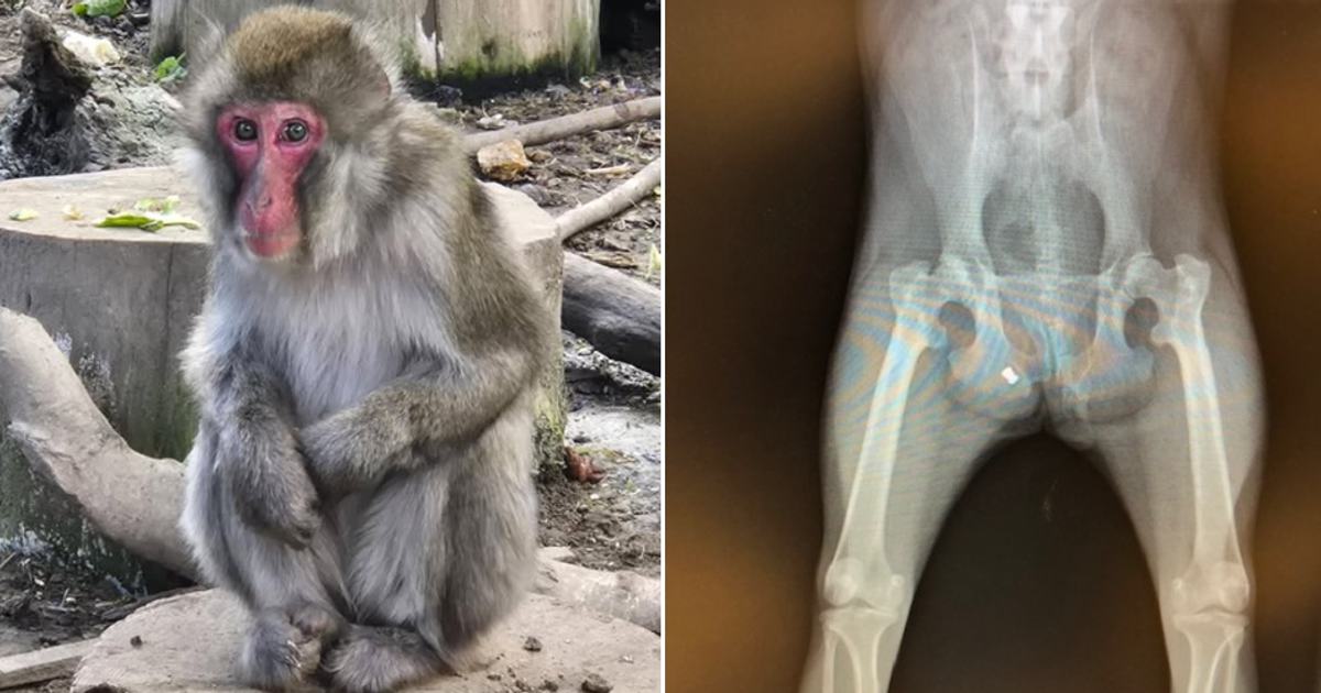 Stichting AAP vangt Japanse makaak op met heftig verhaal en kogel in haar achterwerk