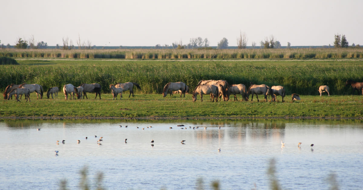 Nieuwe brug en natuurboulevard bij Oostvaardersplassen op komst