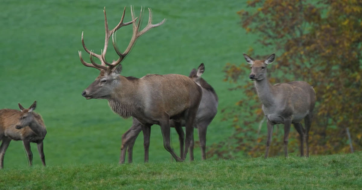 De Big 5: het edelhert met zijn bijzondere gewei