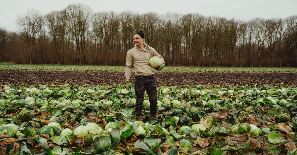 Almeerse teler Tycho redt 300.000 kilo witte kool van verspilling: ‘De koeien vinden het heerlijk’