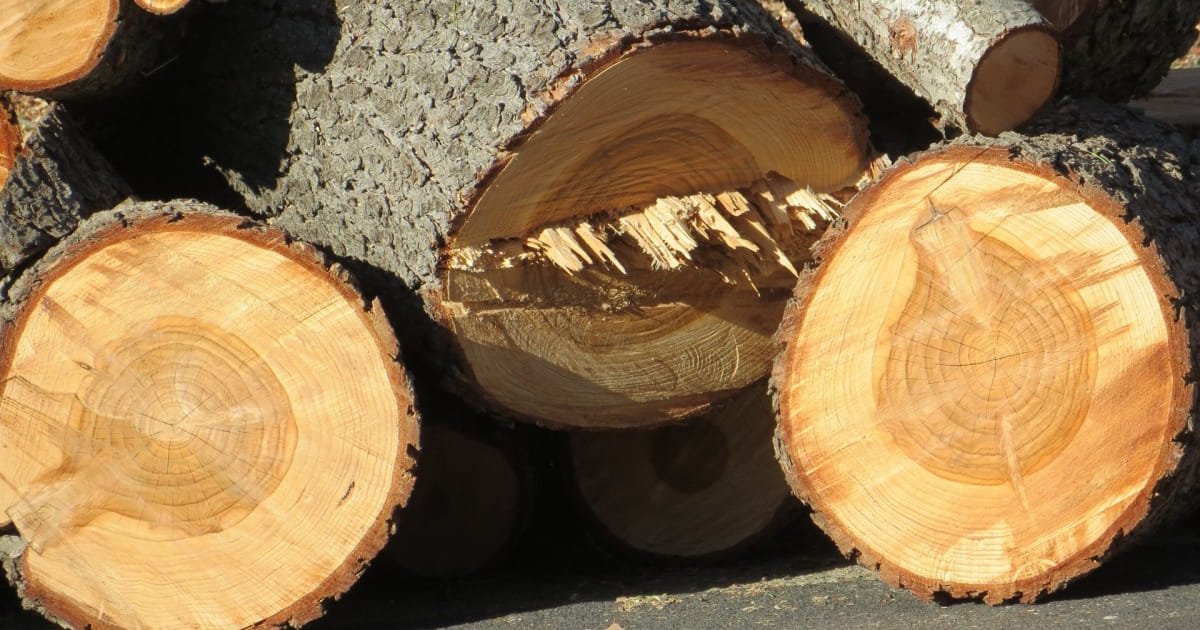 Biomassacentrale in Almere stookte hout dat niet duurzaam was