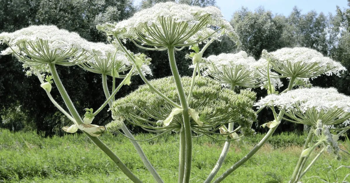 Gemeente Almere stuurt brandbrief over 'gevaarlijke reuzenberenklauw'