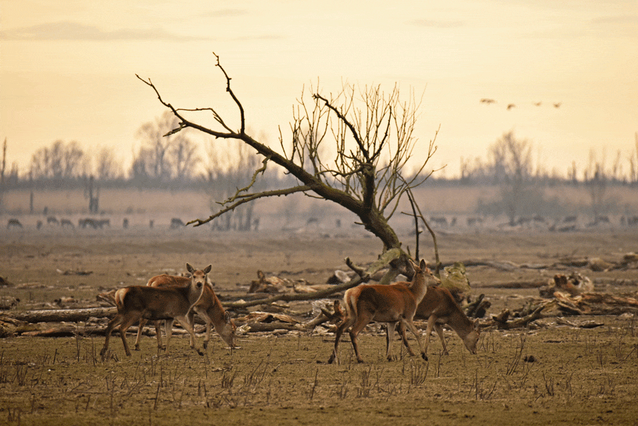 Afschieten van edelherten in de Oostvaardersplassen stilgelegd