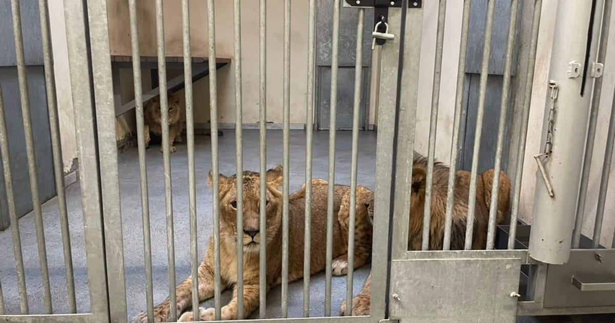 Stichting AAP genomineerd voor Gouden Loeki