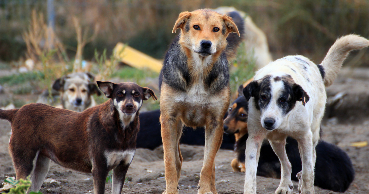 Nieuwe partner voor opvang zwerfdieren in Almere