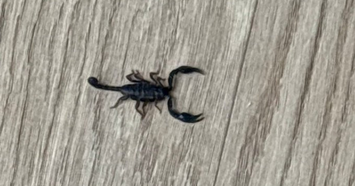 Schorpioen gevonden op zolder in Almere