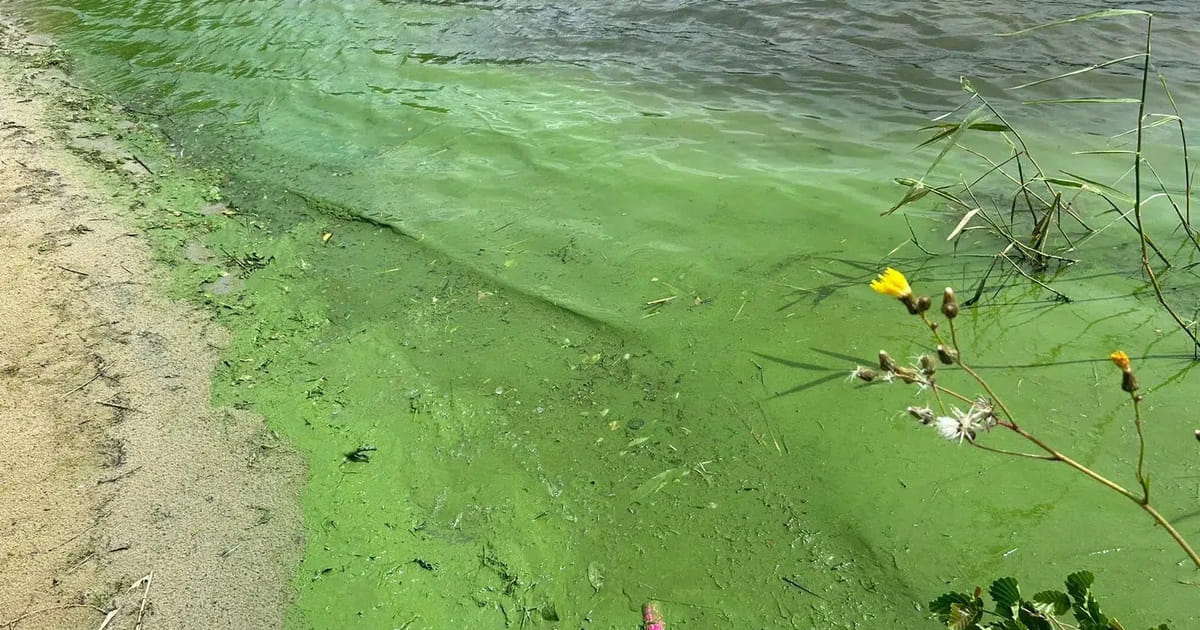 Weerwater blijft stinken, gemeente heeft geen geld voor groter blauwalg onderzoek