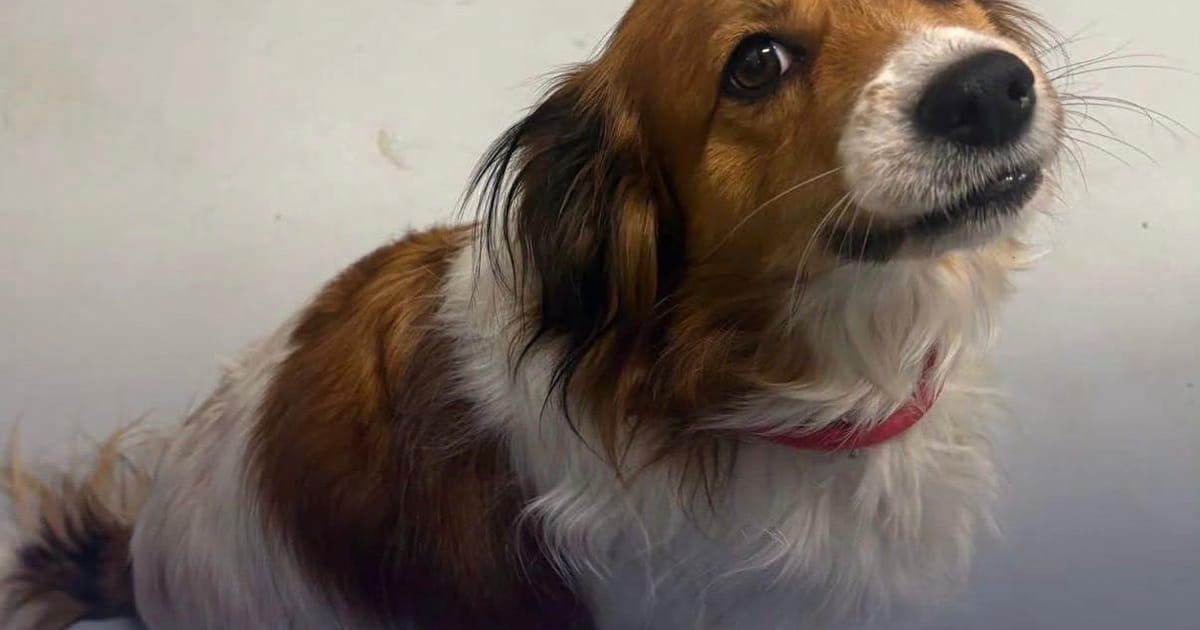 Baasje gezocht: politie vindt hond bij Oorweg Almere Haven