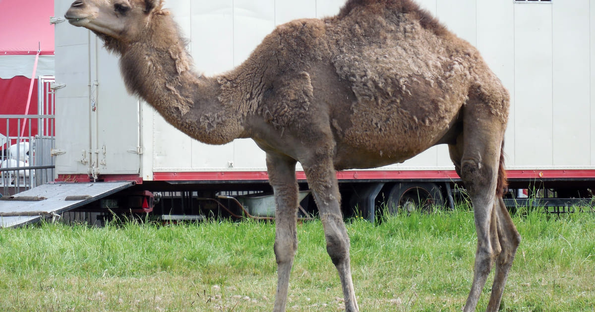 Geen dieren meer in circussen Almere