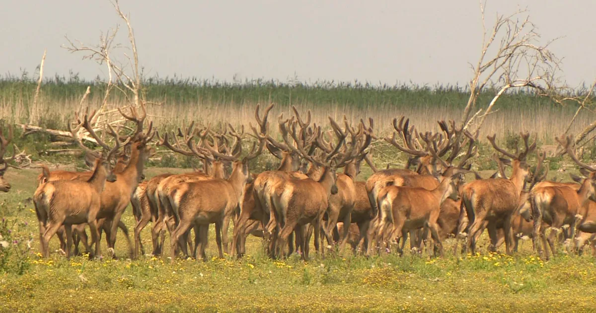 Edelherten in Oostvaardersplassen mogen voorlopig afgeschoten worden