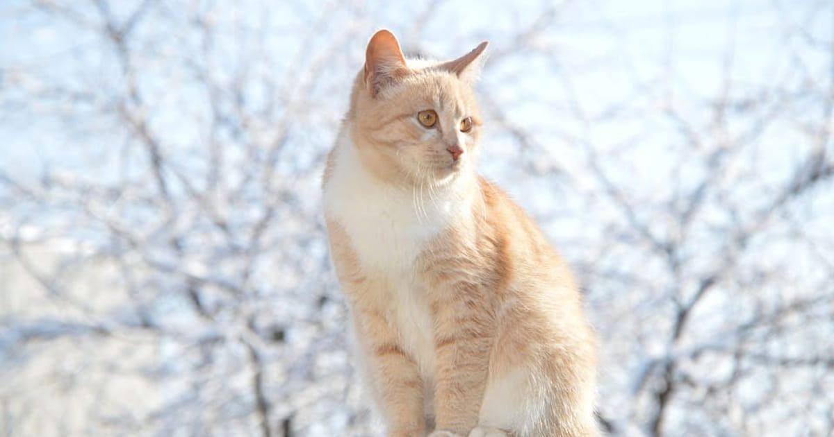 Kat Bouwmeesterbuurt vergiftigd; mogelijk gifstrooier actief