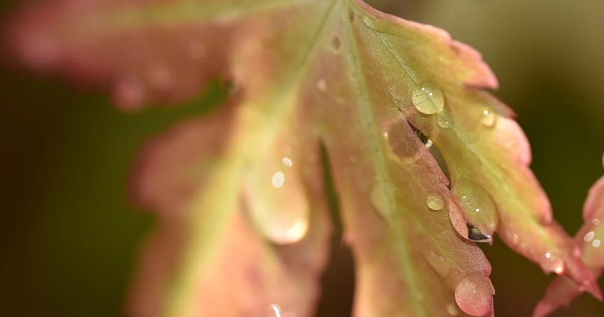 Regenjas nodig op vrijdag 23 oktober: natte dag in Almere