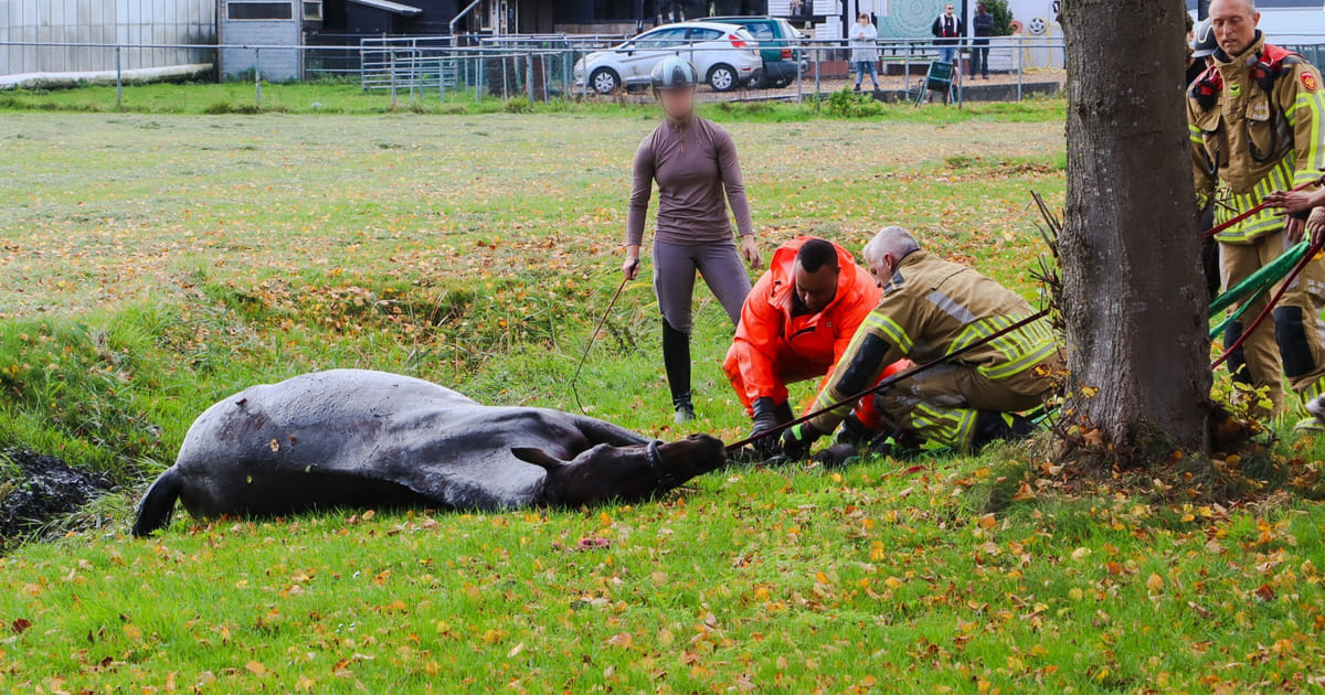 Paard uit sloot gered in Almere Buiten