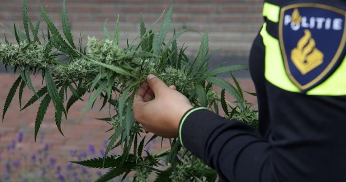Hennepplantage in Albergen ontdekt: drie mannen uit Almere opgepakt