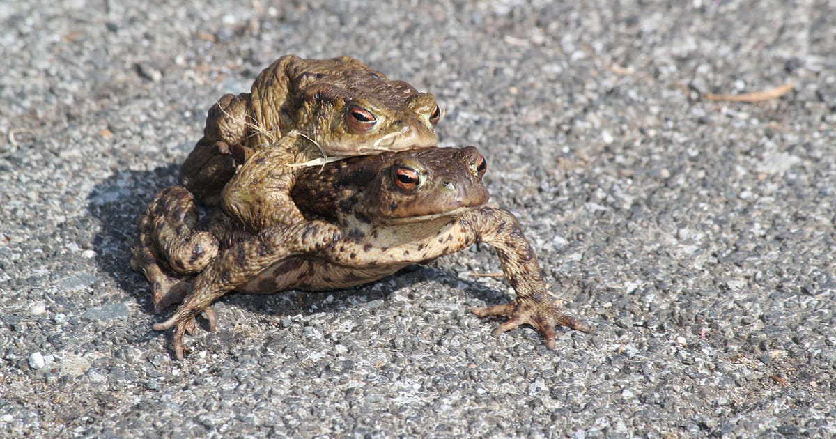 Almere zoekt 'paddenredders' voor beschermingsacties