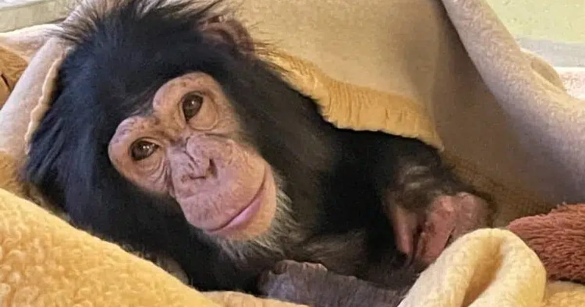 Illegaal verhandelde jonge chimpansee opgevangen in Almere