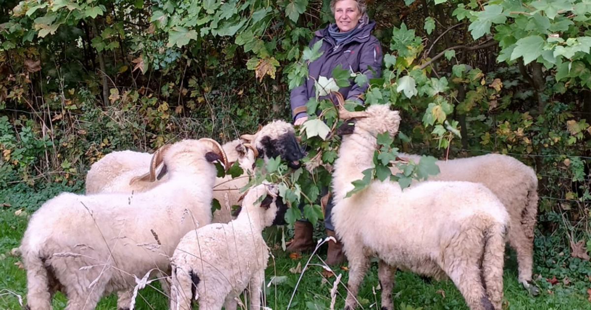 Schapenhouder Hetty uit Almere slaat alarm: 'Ze verdienen het niet om verscheurd te worden door een 